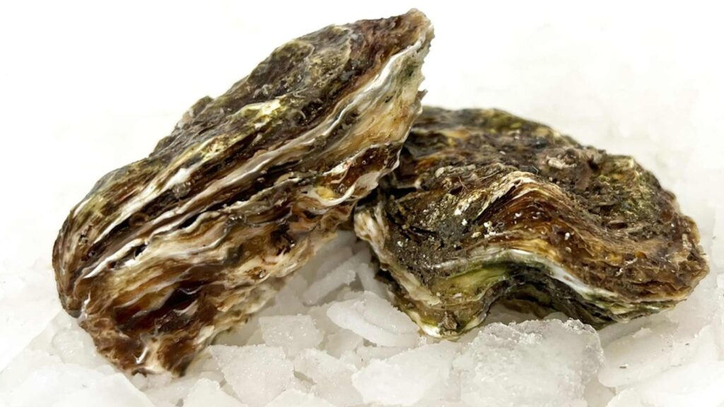 Campanya Ostra Rissada del Delta