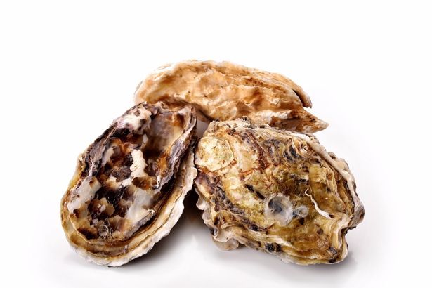 Campanya Ostra Rissada del Delta