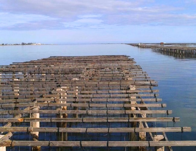 Badia dels Alfacs