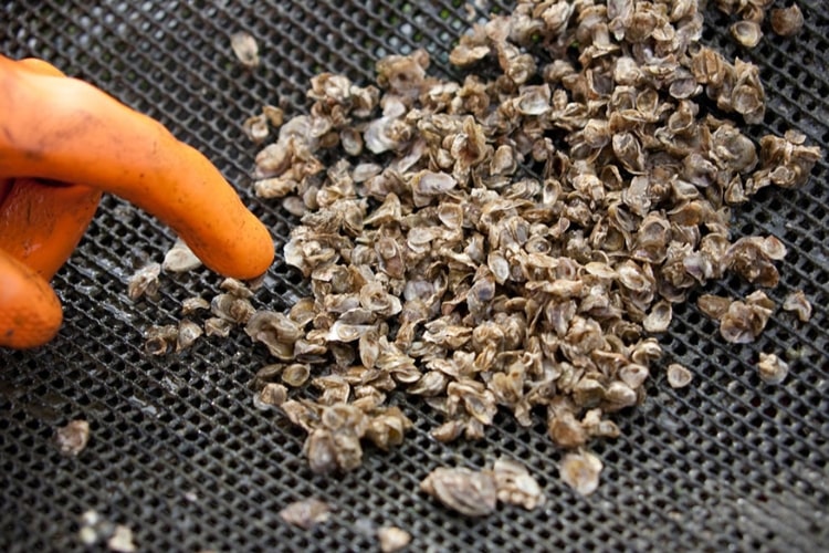 Captació de Llavors Ostra Rissada
