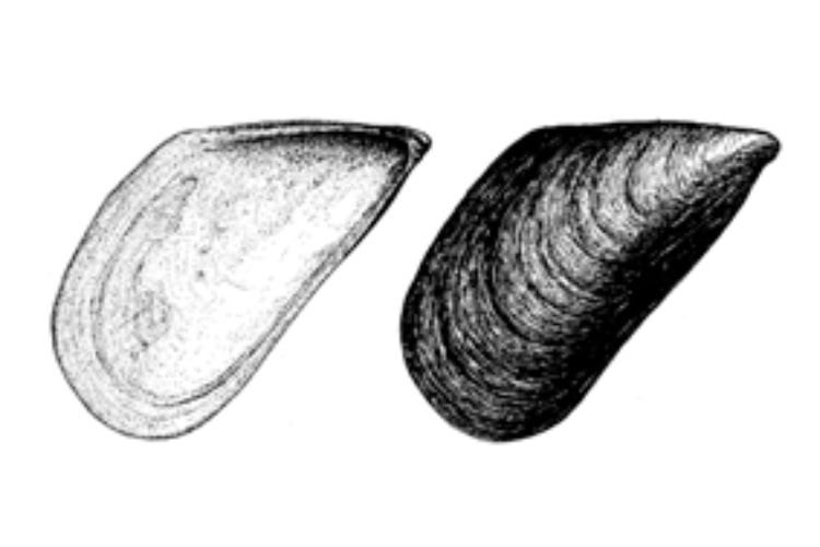 Mitylus galloprovincialis