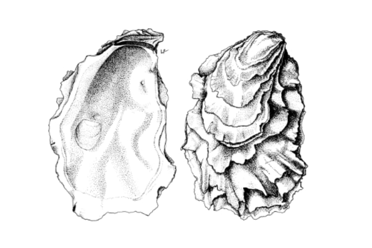 Ostra Rissada del Delta
